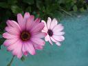 blume